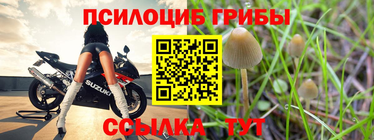 Псилоцибиновые грибы Psilocybine cubensis  Вход с VPN  Звенигород 